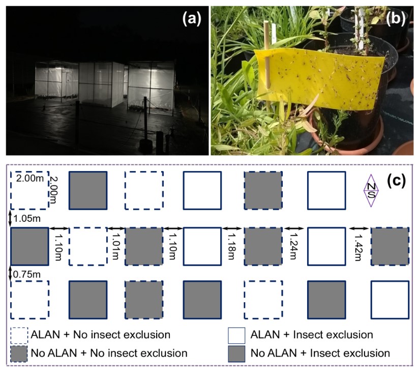 我研究人员发现光污染或可促进外来植物对本地群落入侵1.jpg