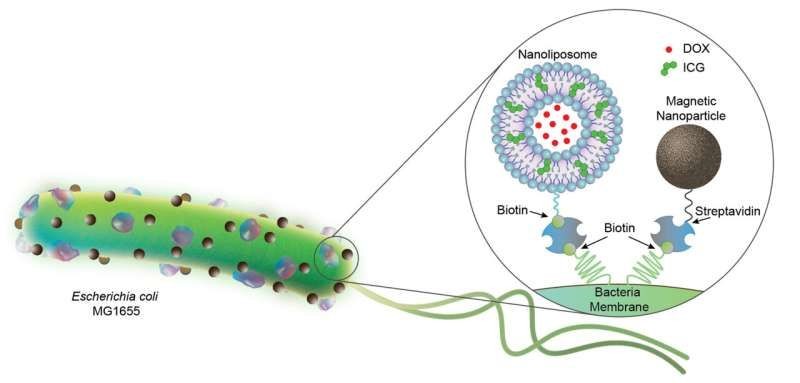 细菌混合微型机器人可在体内递送药物1.jpg