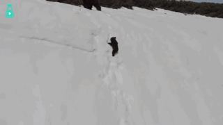 一段“熊孩子”勇爬雪山